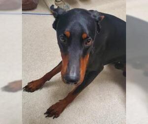 Doberman Pinscher Dogs for adoption in Bakersfield, CA, USA