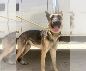German Shepherd Dog Dogs for adoption in Bakersfield, CA, USA