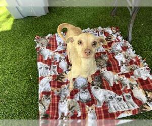Chihuahua Dogs for adoption in Corona, CA, USA