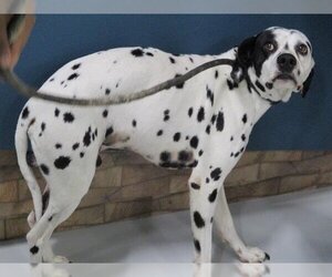 Dalmatian Dogs for adoption in Temple, TX, USA