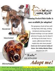 American Staffordshire Terrier-Unknown Mix Dogs for adoption in Oro Valley, AZ, USA