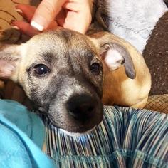 Italian Greyhound Dogs for adoption in Dallas, TX, USA