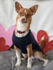 Chipin Dogs for adoption in Smyrna, GA, USA
