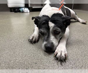 American Pit Bull Terrier-Unknown Mix Dogs for adoption in Las Vegas, NV, USA