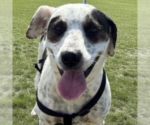 Catahoula Leopard Dog-Pointer Mix Dogs for adoption in Canton, CT, USA