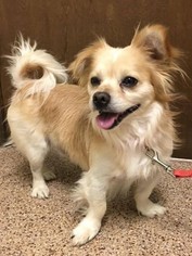 Pominese Dogs for adoption in Addison, NY, USA