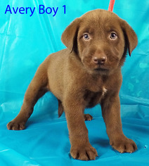 Medium Photo #1 Golden Labrador Puppy For Sale in Griffin, GA, USA