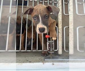 American Pit Bull Terrier-Unknown Mix Dogs for adoption in Oklahoma City, OK, USA