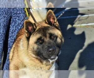 Akita Dogs for adoption in Santa Rosa, CA, USA