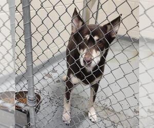 Huskies -Unknown Mix Dogs for adoption in Anchorage, AK, USA