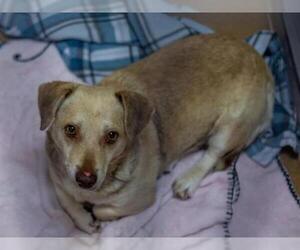 Dachshund Dogs for adoption in Martinez, CA, USA