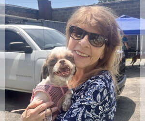 Shih Tzu-Unknown Mix Dogs for adoption in Caldwell, NJ, USA