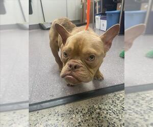 French Bulldog-Unknown Mix Dogs for adoption in Tracy, CA, USA