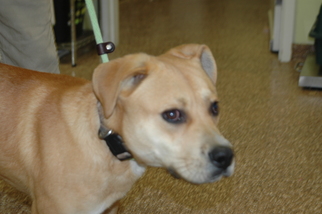 Mutt Dogs for adoption in Lyndhurst, VA, USA