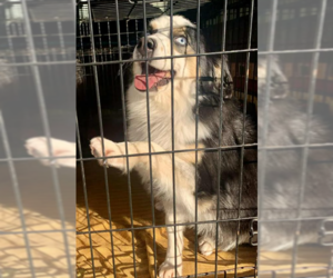 Australian Shepherd-Unknown Mix Dogs for adoption in Cranston, RI, USA