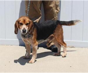Beagle Dogs for adoption in Louisville, KY, USA