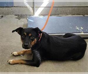 Australian Kelpie-Unknown Mix Dogs for adoption in Camarillo, CA, USA