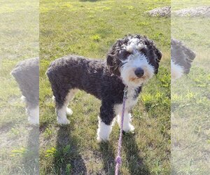 Bernedoodle Dogs for adoption in St. Louis Park, MN, USA
