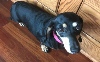 Dachshund Dogs for adoption in St. Louis Park, MN, USA