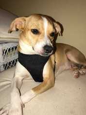 Medium Photo #1 Beagle-Chihuahua Mix Puppy For Sale in Bronx, NY, USA