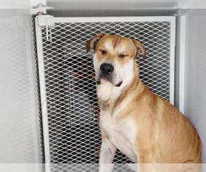 Mastador Dogs for adoption in Bakersfield, CA, USA