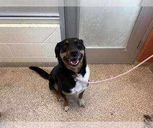 Labrador Retriever-Unknown Mix Dogs for adoption in Pueblo, CO, USA