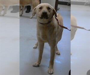 Anatolian Shepherd Dogs for adoption in Fayetteville, NC, USA
