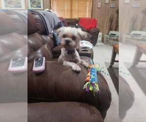 Maltese-Unknown Mix Dogs for adoption in Princeton, MN, USA
