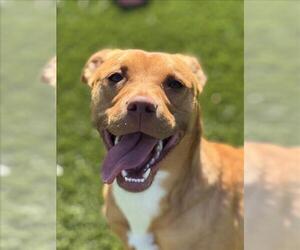American Bulldog-Unknown Mix Dogs for adoption in Toronto, Ontario, Canada