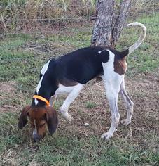 Coonhound Dogs for adoption in Warwick, RI, USA