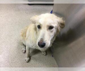 Golden Retriever-Unknown Mix Dogs for adoption in Riverside, CA, USA