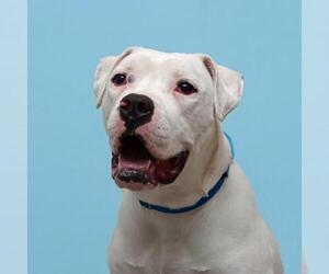 American Bulldog Dogs for adoption in Parma, OH, USA