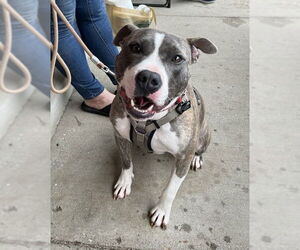 American Pit Bull Terrier-Unknown Mix Dogs for adoption in Spotsylvania, VA, USA