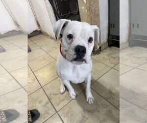 Boxer Dogs for adoption in El Centro, CA, USA