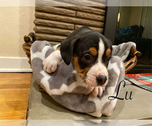 Mutt Dogs for adoption in Springdale, PA, USA
