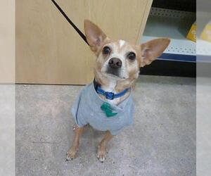 Chihuahua Dogs for adoption in League City, TX, USA