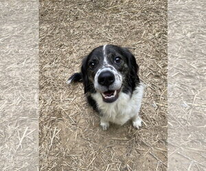 Brittany-Unknown Mix Dogs for adoption in Curwensville, PA, USA