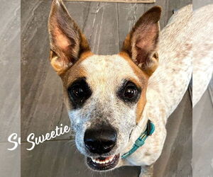 Dachshund-Unknown Mix Dogs for adoption in HOUSTON, TX, USA