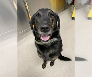 Labrottie Dogs for adoption in Fairbanks, AK, USA