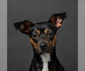 Miniature Pinscher-Unknown Mix Dogs for adoption in Missouri City, TX, USA
