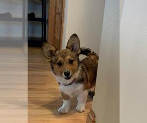 Pembroke Welsh Corgi Dogs for adoption in Sioux Falls, SD, USA