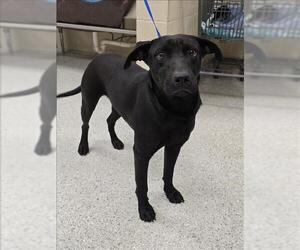 Labrador Retriever-Unknown Mix Dogs for adoption in Conroe, TX, USA