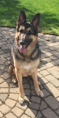 German Shepherd Dog Dogs for adoption in Bellbrook, OH, USA
