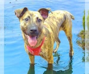 American Pit Bull Terrier Dogs for adoption in Sacramento, CA, USA