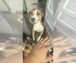 Mutt Dogs for adoption in Ocala, FL, USA