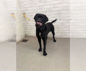 Mastiff-Unknown Mix Dogs for adoption in San Bernardino, CA, USA