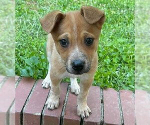 Australian Cattle Dog-Unknown Mix Dogs for adoption in Greenville, SC, USA
