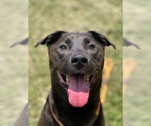 Labrador Retriever Dogs for adoption in Louisville, KY, USA