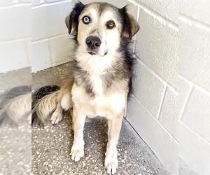 Huskies -Unknown Mix Dogs for adoption in Houston, TX, USA