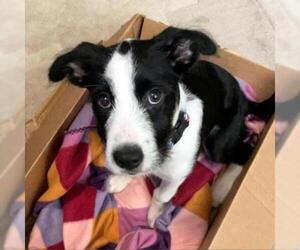 Border Collie Dogs for adoption in Helena, AL, USA